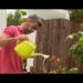 Hombre adulto regando plantas en un jardín con una regadera amarilla frente a una valla de madera en un entorno doméstico