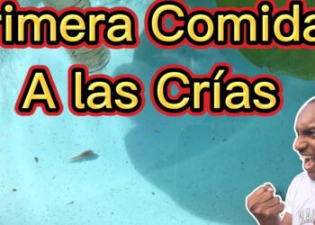 Pequeñas crías nadando en agua con texto llamativo y una persona celebrando; ¿Cuántos hijos puede tener un gato? Descubre la verdad aquí