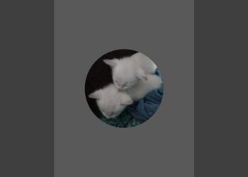 La fascinante historia de la familia de Cervantes y su legado, dos gatitos blancos acurrucados sobre una tela azul que transmiten ternura.