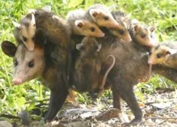 Tlacuache madre cargando varias crías sobre su lomo, Cuántos hijos tiene un tlacuache: sorprendente reproducción