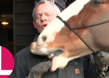 Hombre en un establo recibe un lametazo cariñoso de un caballo mientras sostiene la rienda.