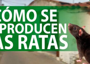 Imagen informativa con una rata sobre un fondo urbano y texto grande: ¿Cuántos hijos tiene una rata? Descubre su reproducción
