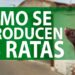 Imagen informativa con una rata sobre un fondo urbano y texto grande: ¿Cuántos hijos tiene una rata? Descubre su reproducción